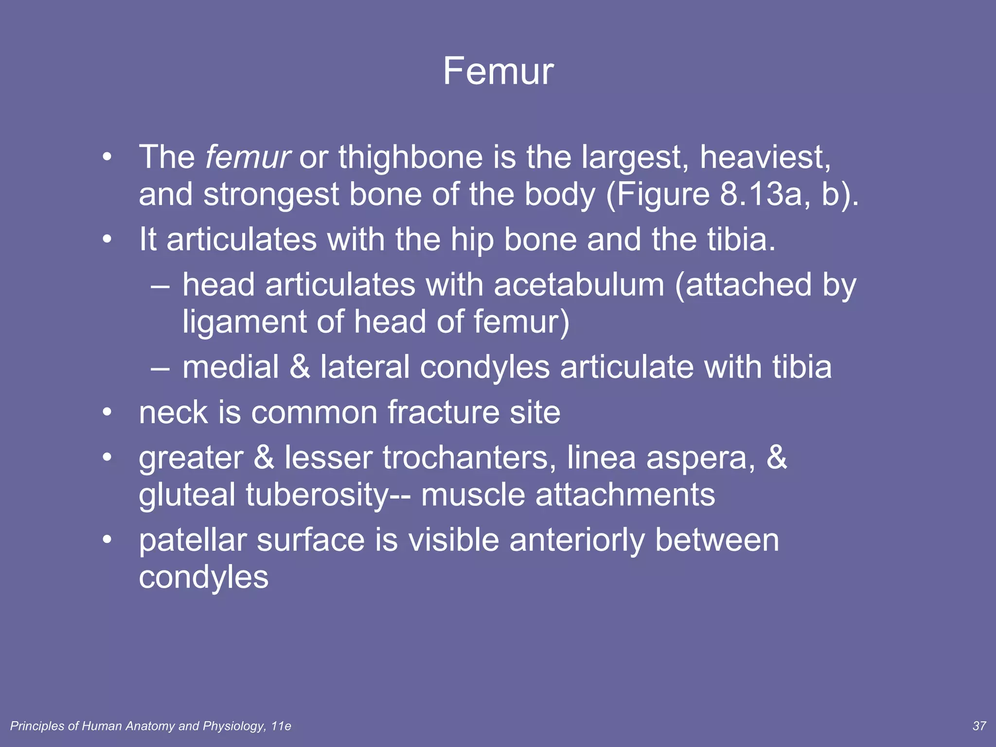 Femur The  femur  or thighbone is the largest, heaviest, and strongest bone of the body (Figure 8.13a, b). It articulates with the hip bone and the tibia. head articulates with acetabulum (attached by ligament of head of femur) medial & lateral condyles articulate with tibia neck is common fracture site  greater & lesser trochanters, linea aspera, & gluteal tuberosity-- muscle attachments patellar surface is visible anteriorly between condyles 