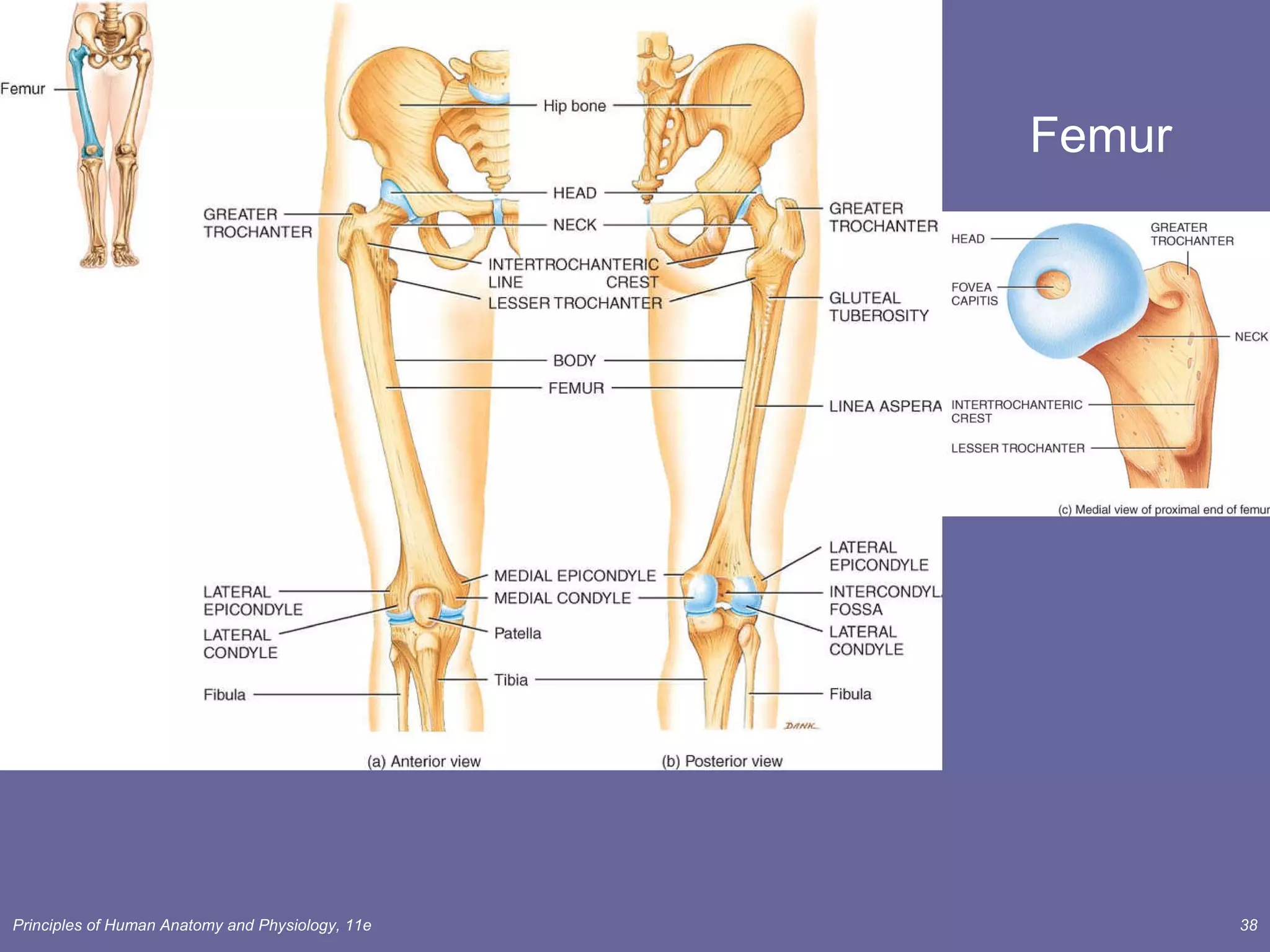 Femur 