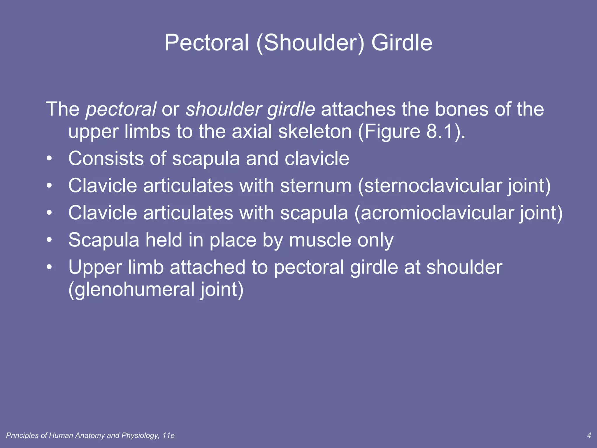 Pectoral (Shoulder) Girdle The  pectoral  or  shoulder girdle  attaches the bones of the upper limbs to the axial skeleton (Figure 8.1). Consists of scapula and clavicle  Clavicle articulates with sternum (sternoclavicular joint) Clavicle articulates with scapula (acromioclavicular joint) Scapula held in place by muscle only Upper limb attached to pectoral girdle at shoulder (glenohumeral joint) 