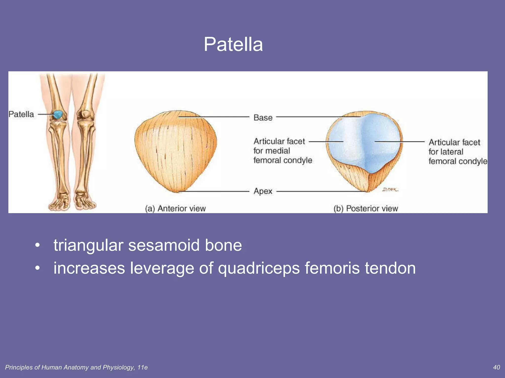 Patella triangular sesamoid bone  increases leverage of quadriceps femoris tendon 