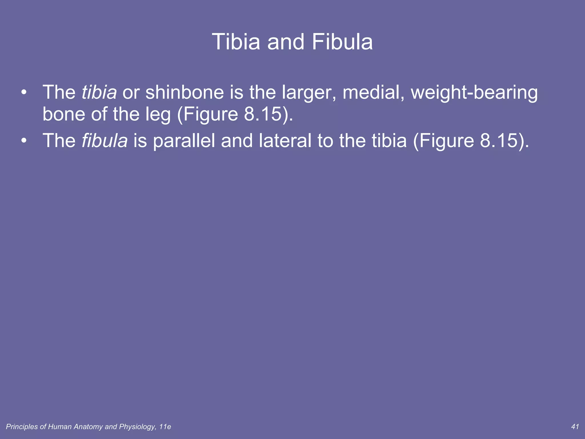 Tibia and Fibula The  tibia  or shinbone is the larger, medial, weight-bearing bone of the leg (Figure 8.15). The  fibula  is parallel and lateral to the tibia (Figure 8.15). 