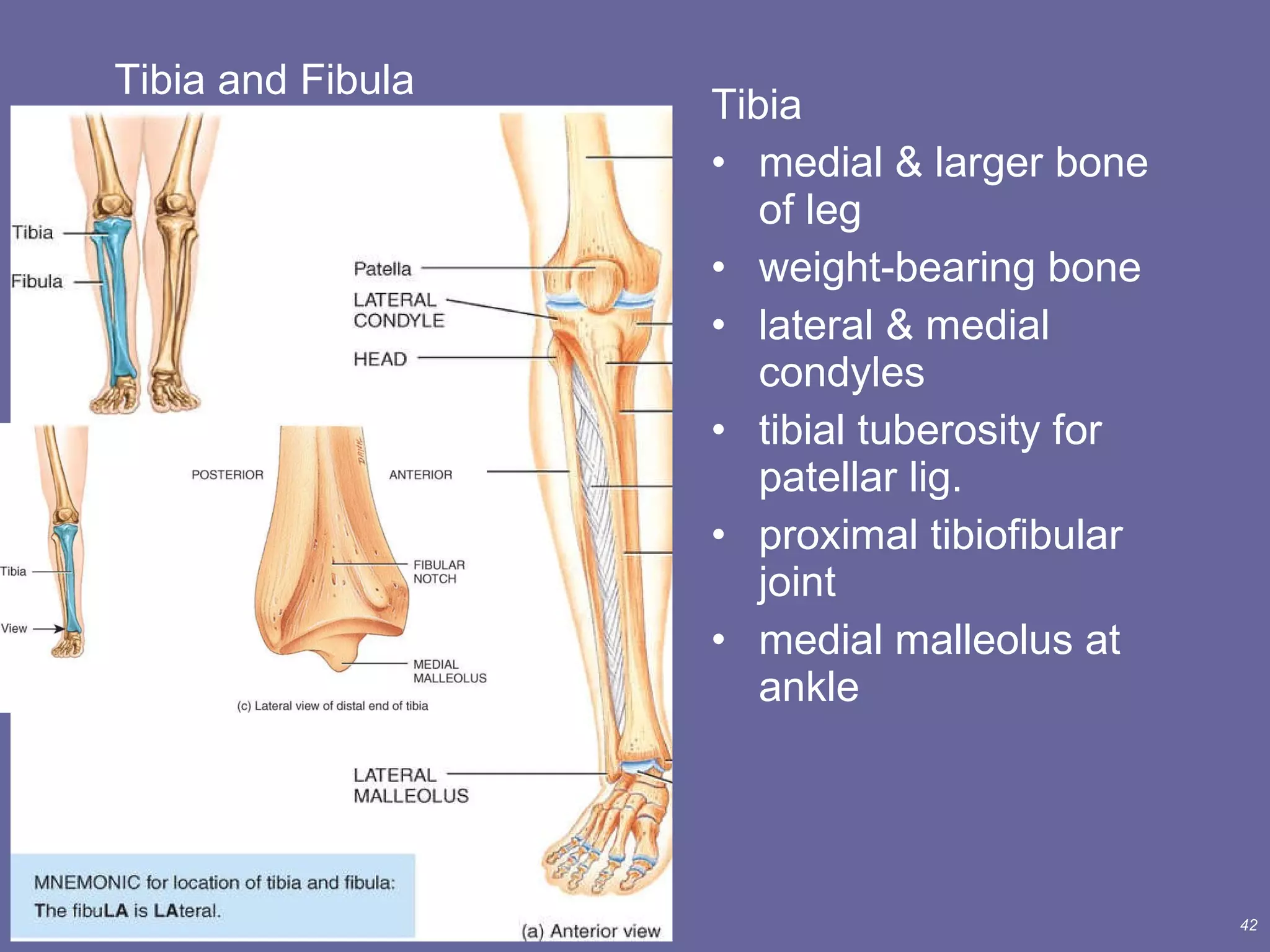 Tibia and Fibula Tibia medial & larger bone of leg weight-bearing bone lateral & medial condyles tibial tuberosity for patellar lig. proximal tibiofibular joint medial malleolus at ankle 