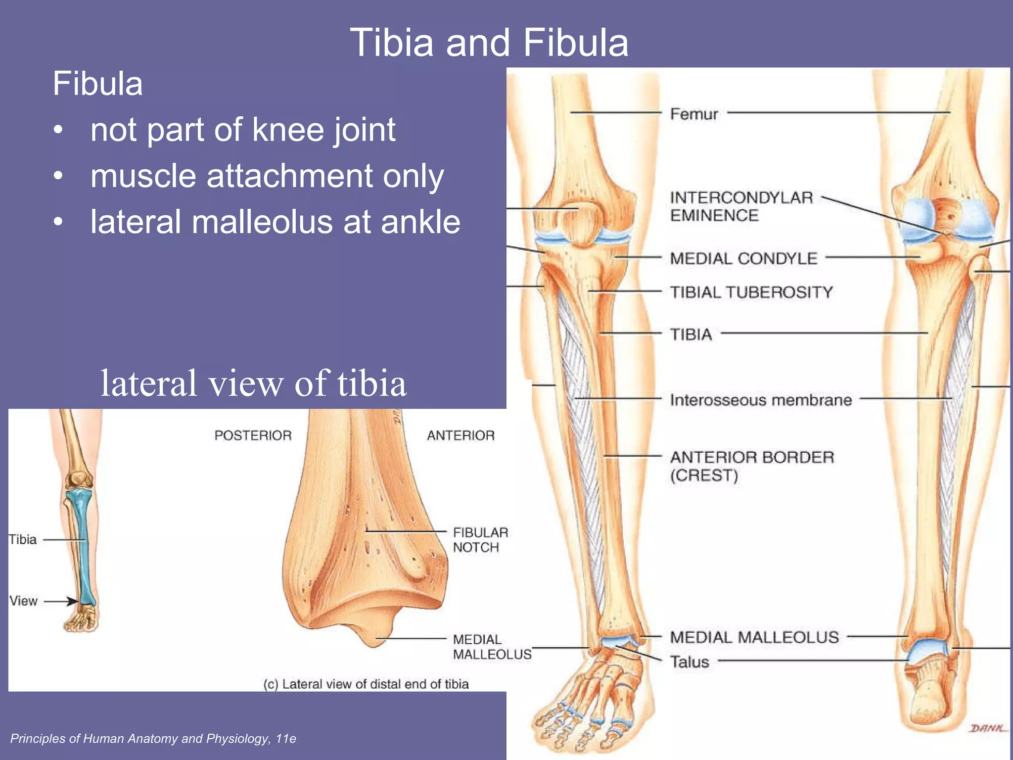Tibia and Fibula Fibula  not part of knee joint muscle attachment only lateral malleolus at ankle lateral view of tibia 