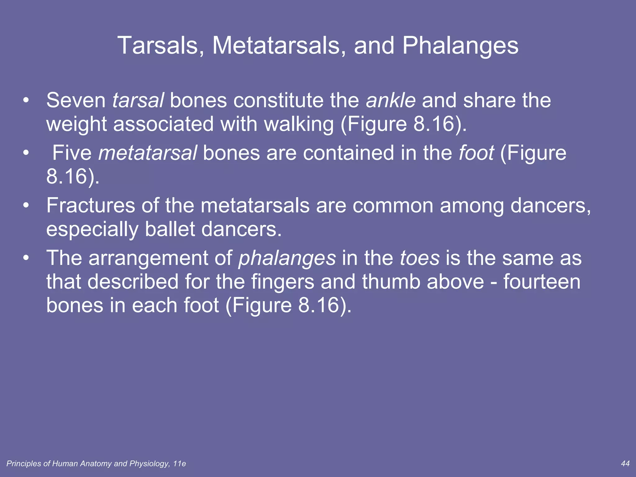 Tarsals, Metatarsals, and Phalanges Seven  tarsal  bones constitute the  ankle  and share the weight associated with walking (Figure 8.16). Five  metatarsal  bones are contained in the  foot  (Figure 8.16). Fractures of the metatarsals are common among dancers, especially ballet dancers. The arrangement of  phalanges  in the  toes  is the same as that described for the fingers and thumb above - fourteen bones in each foot (Figure 8.16). 