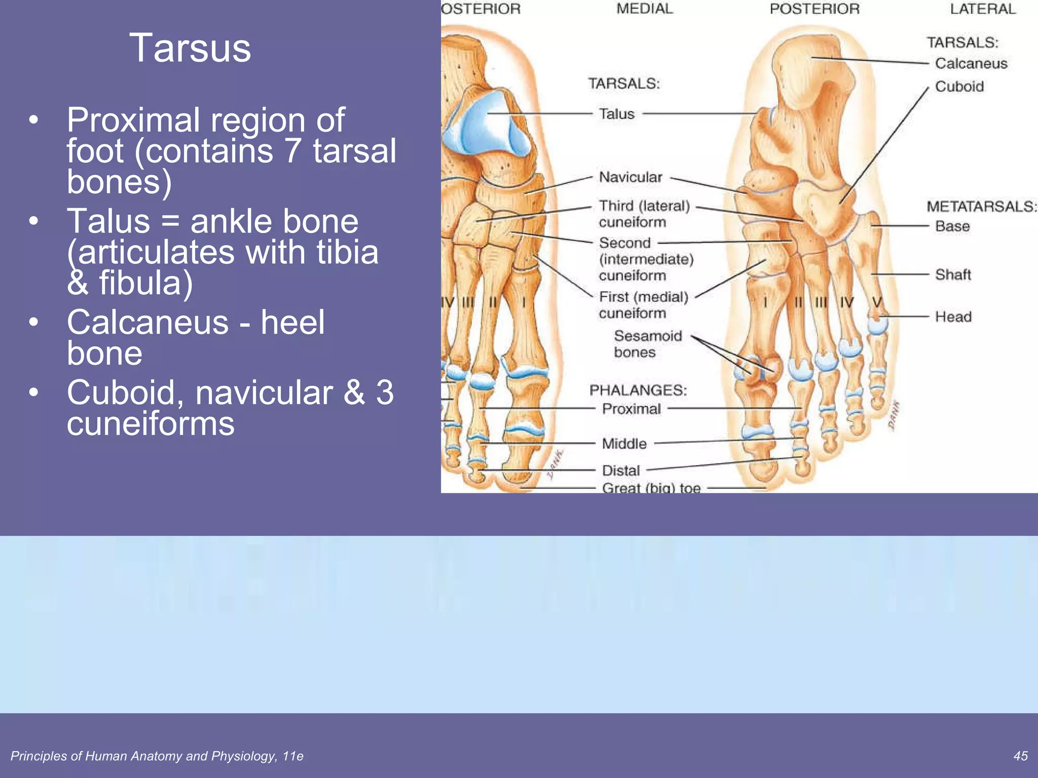 Tarsus Proximal region of foot (contains 7 tarsal bones) Talus = ankle bone (articulates with tibia & fibula) Calcaneus - heel bone Cuboid, navicular & 3 cuneiforms 