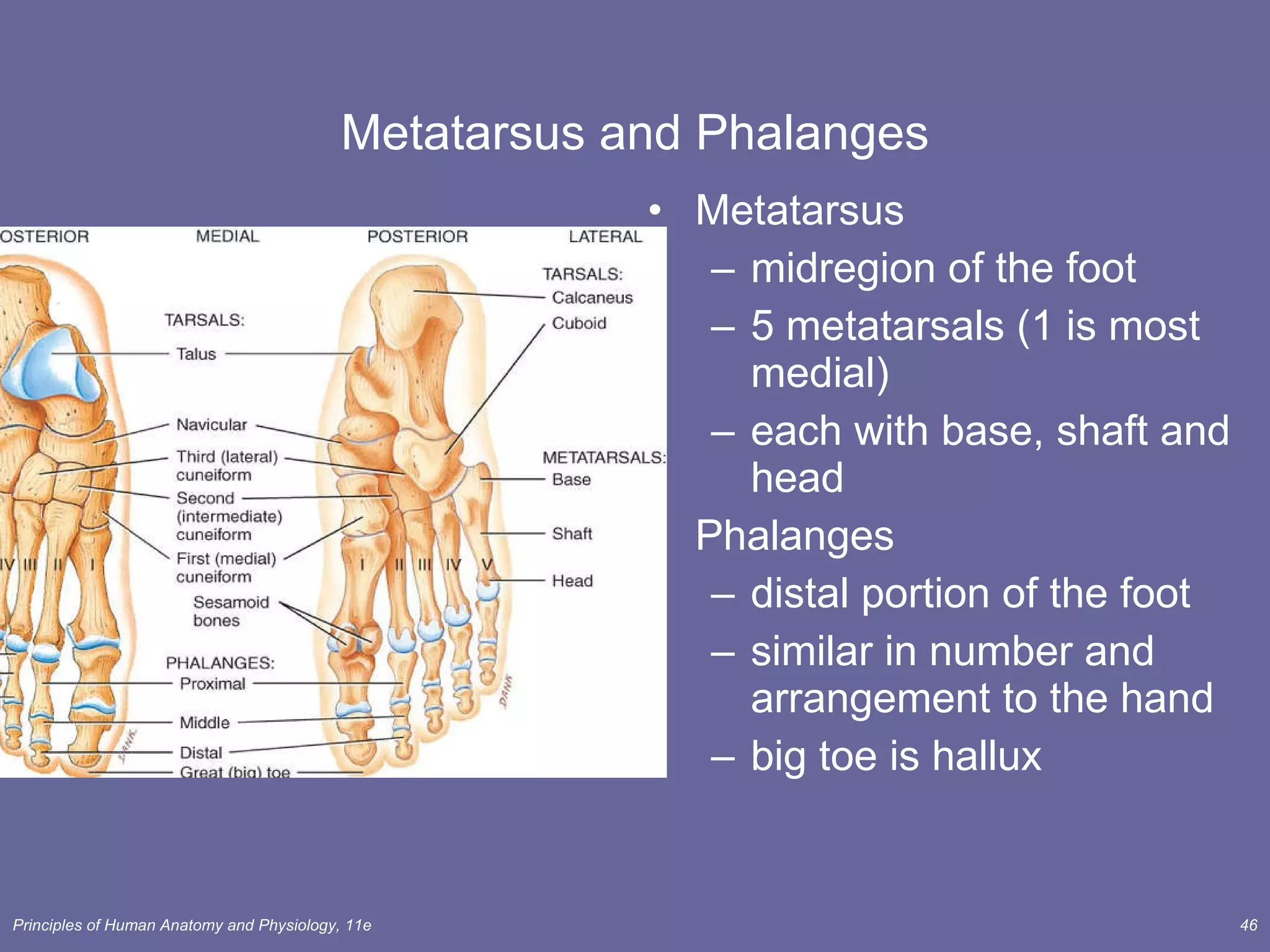 Metatarsus and Phalanges Metatarsus midregion of the foot 5 metatarsals (1 is most medial) each with base, shaft and head Phalanges distal portion of the foot similar in number and arrangement to the hand big toe is hallux 