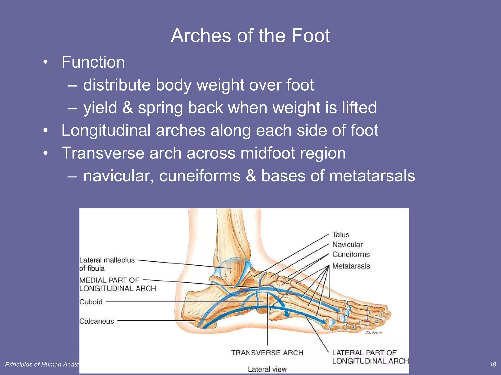Arches of the Foot Function distribute body weight over foot yield & spring back when weight is lifted Longitudinal arches along each side of foot Transverse arch across midfoot region navicular, cuneiforms & bases of metatarsals 