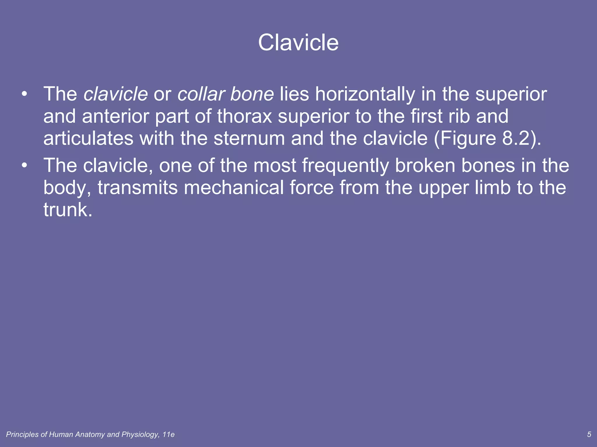 Clavicle The  clavicle  or  collar bone  lies horizontally in the superior and anterior part of thorax superior to the first rib and articulates with the sternum and the clavicle (Figure 8.2). The clavicle, one of the most frequently broken bones in the body, transmits mechanical force from the upper limb to the trunk.  