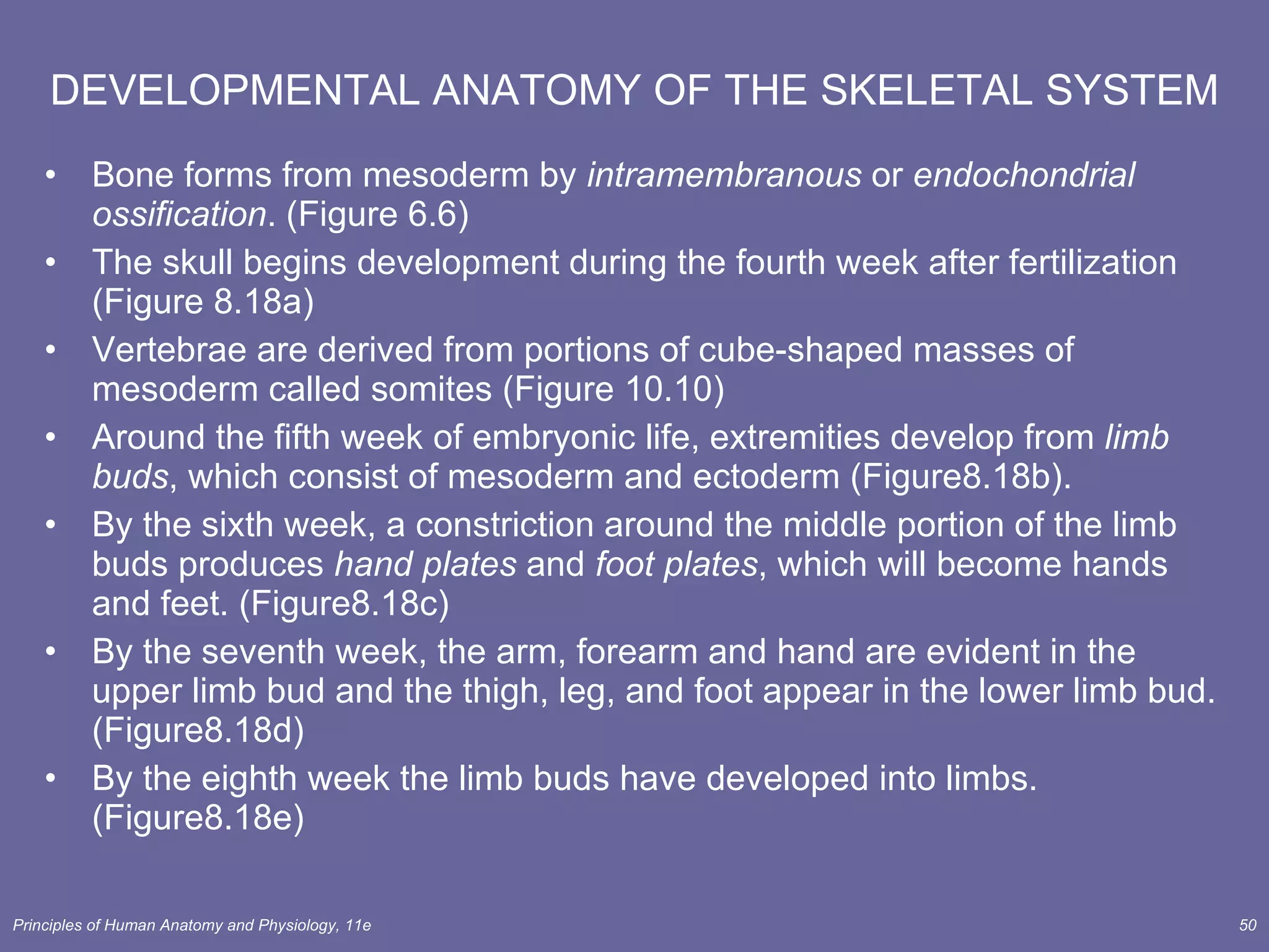 DEVELOPMENTAL ANATOMY OF THE SKELETAL SYSTEM Bone forms from mesoderm by  intramembranous  or  endochondrial ossification . (Figure 6.6) The skull begins development during the fourth week after fertilization (Figure 8.18a) Vertebrae are derived from portions of cube-shaped masses of mesoderm called somites (Figure 10.10) Around the fifth week of embryonic life, extremities develop from  limb buds , which consist of mesoderm and ectoderm (Figure8.18b). By the sixth week, a constriction around the middle portion of the limb buds produces  hand plates  and  foot plates , which will become hands and feet. (Figure8.18c) By the seventh week, the arm, forearm and hand are evident in the upper limb bud and the thigh, leg, and foot appear in the lower limb bud. (Figure8.18d) By the eighth week the limb buds have developed into limbs. (Figure8.18e) 