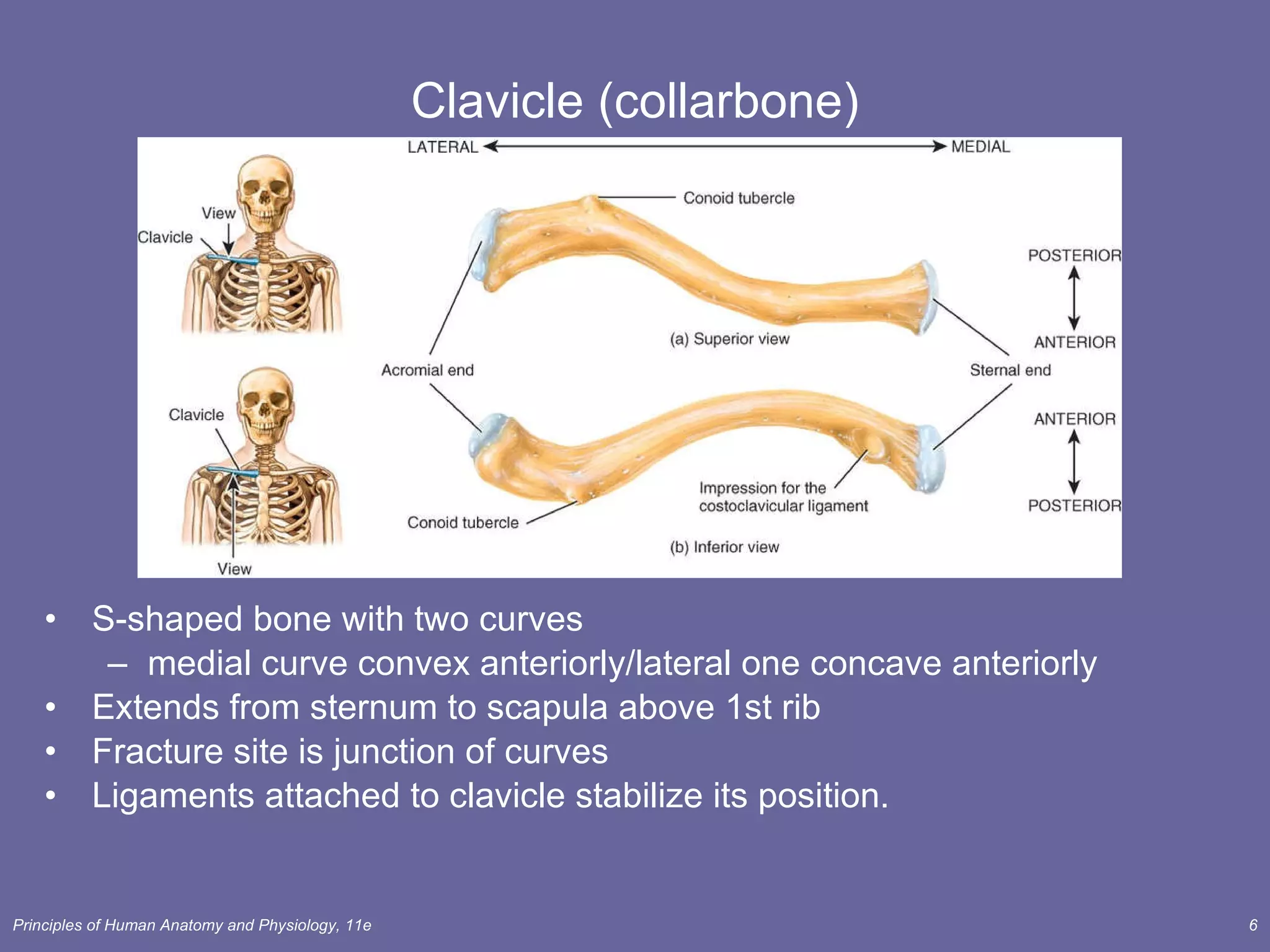 Clavicle (collarbone) S-shaped bone with two curves medial curve convex anteriorly/lateral one concave anteriorly Extends from sternum to scapula above 1st rib Fracture site is junction of curves  Ligaments attached to clavicle stabilize its position. 