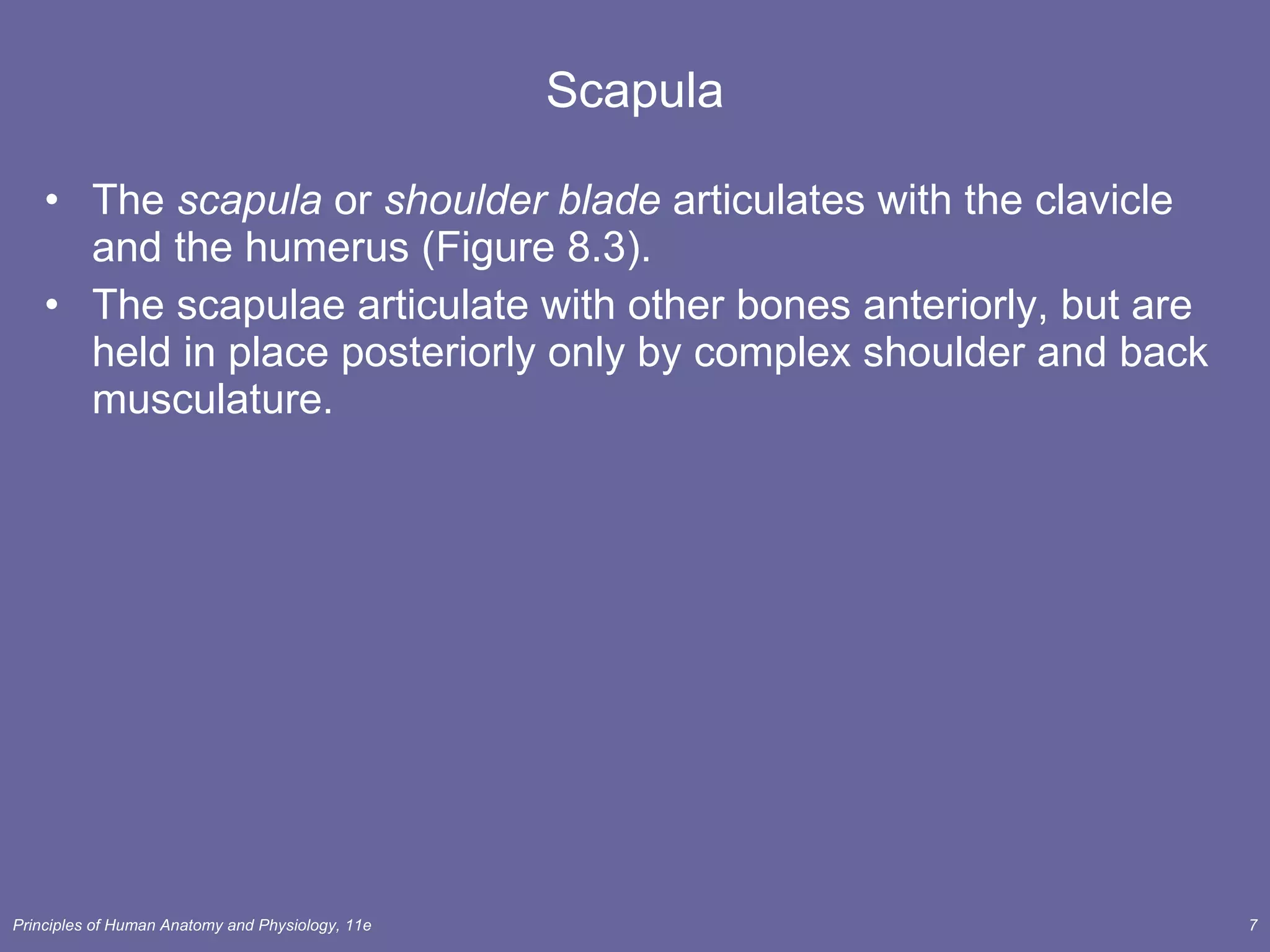 Scapula The  scapula  or  shoulder blade  articulates with the clavicle and the humerus (Figure 8.3). The scapulae articulate with other bones anteriorly, but are held in place posteriorly only by complex shoulder and back musculature. 