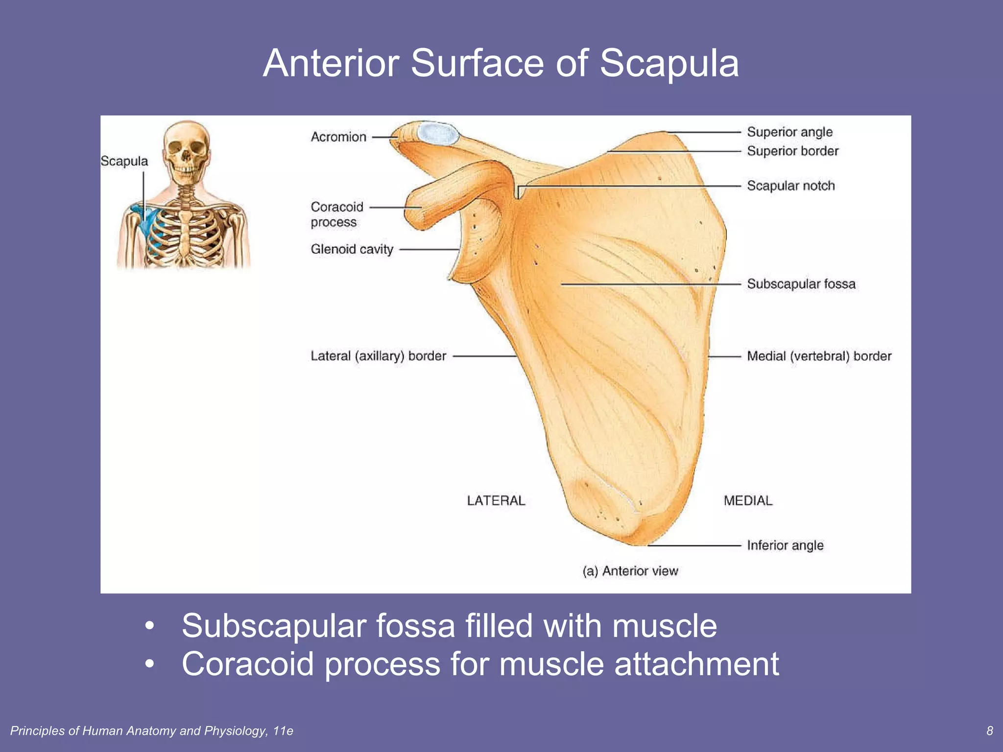 Anterior Surface of Scapula Subscapular fossa filled with muscle  Coracoid process for muscle attachment 