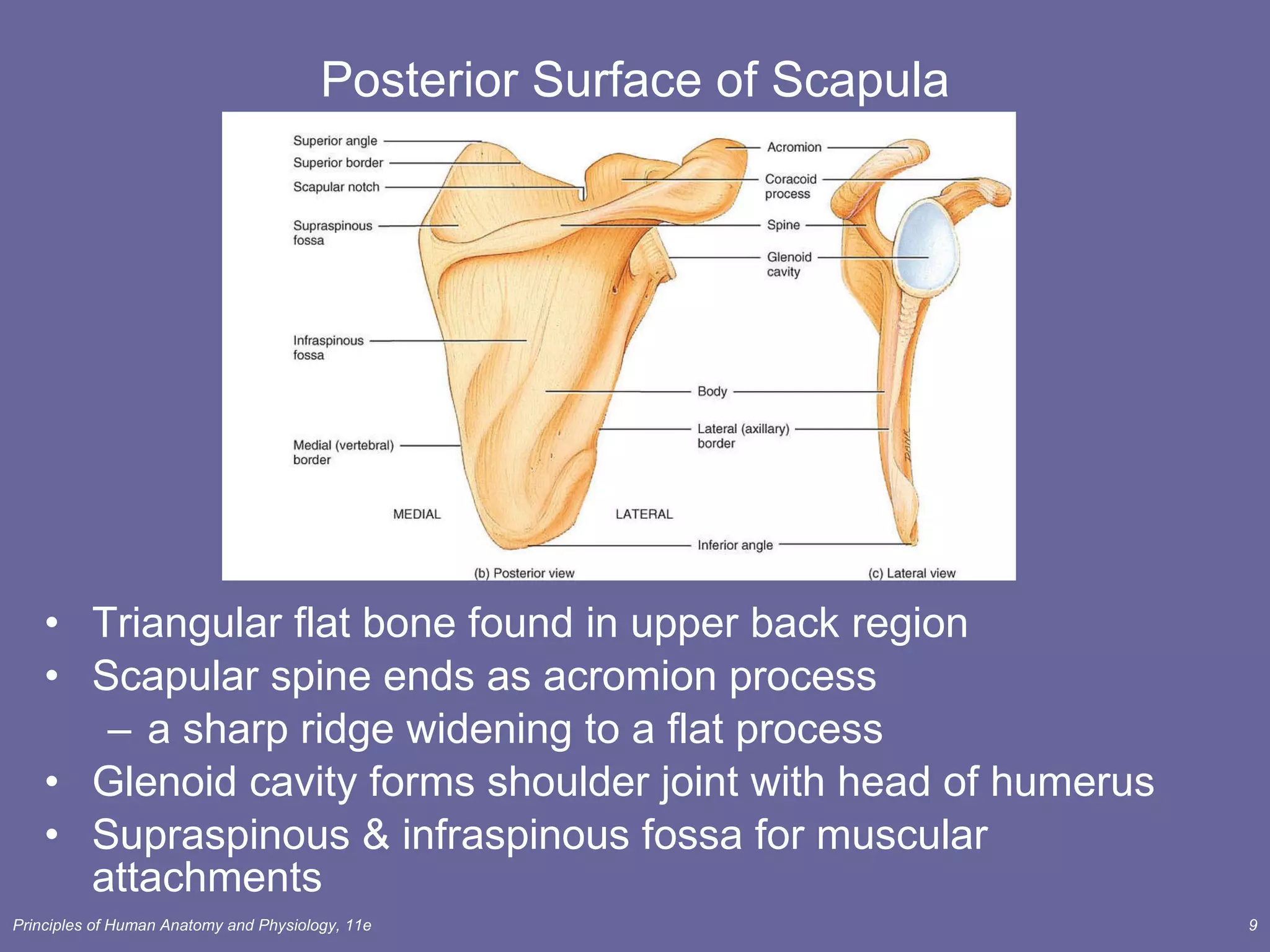 Posterior Surface of Scapula Triangular flat bone found in upper back region Scapular spine ends as acromion process a sharp ridge widening to a flat process Glenoid cavity forms shoulder joint with head of humerus Supraspinous & infraspinous fossa for muscular attachments 