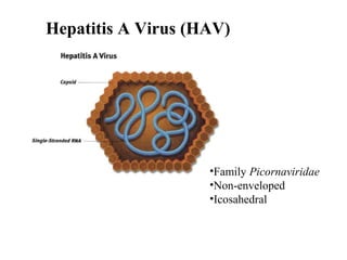 •Family Picornaviridae
•Non-enveloped
•Icosahedral
Hepatitis A Virus (HAV)
 