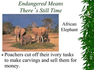 Endangered Means
There’s Still Time
Poachers cut off their ivory tusks
to make carvings and sell them for
money.
African
Elephant
 