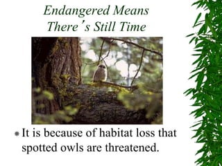 Endangered Means
There’s Still Time
It is because of habitat loss that
spotted owls are threatened.
 