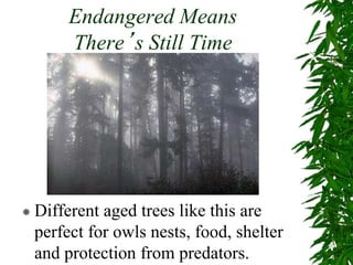 Endangered Means
There’s Still Time
 Different aged trees like this are
perfect for owls nests, food, shelter
and protection from predators.
 