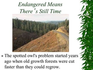 Endangered Means
There’s Still Time
 The spotted owl's problem started years
ago when old growth forests were cut
faster than they could regrow.
 