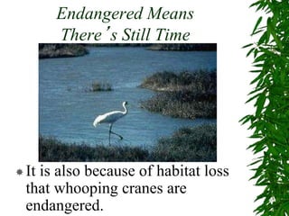 Endangered Means
There’s Still Time
It is also because of habitat loss
that whooping cranes are
endangered.
 