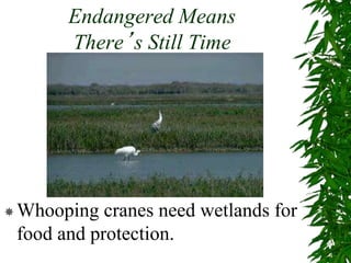 Endangered Means
There’s Still Time
Whooping cranes need wetlands for
food and protection.
 
