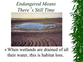 Endangered Means
There’s Still Time
When wetlands are drained of all
their water, this is habitat loss.
 