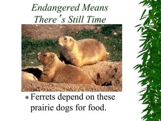 Endangered Means
There’s Still Time
Ferrets depend on these
prairie dogs for food.
 
