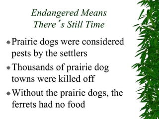 Endangered Means
There’s Still Time
Prairie dogs were considered
pests by the settlers
Thousands of prairie dog
towns were killed off
Without the prairie dogs, the
ferrets had no food
 