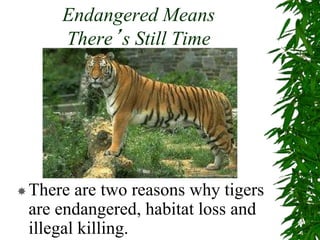 Endangered Means
There’s Still Time
There are two reasons why tigers
are endangered, habitat loss and
illegal killing.
 