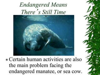 Endangered Means
There’s Still Time
Certain human activities are also
the main problem facing the
endangered manatee, or sea cow.
 