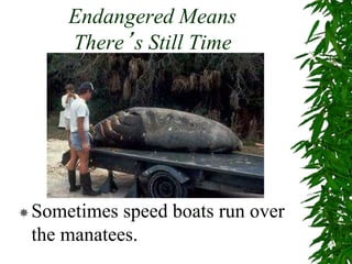 Endangered Means
There’s Still Time
Sometimes speed boats run over
the manatees.
 
