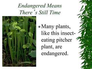 Endangered Means
There’s Still Time
Many plants,
like this insect-
eating pitcher
plant, are
endangered.
 