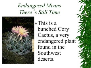 Endangered Means
There’s Still Time
This is a
bunched Cory
Cactus, a very
endangered plant
found in the
Southwest
deserts.
 