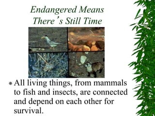 Endangered Means
There’s Still Time
All living things, from mammals
to fish and insects, are connected
and depend on each other for
survival.
 