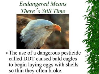 Endangered Means
There’s Still Time
The use of a dangerous pesticide
called DDT caused bald eagles
to begin laying eggs with shells
so thin they often broke.
 