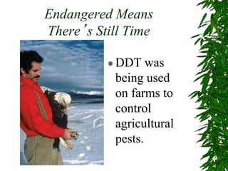 Endangered Means
There’s Still Time
DDT was
being used
on farms to
control
agricultural
pests.
 