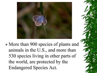  More than 900 species of plants and
animals in the U.S., and more than
530 species living in other parts of
the world, are protected by the
Endangered Species Act.
 