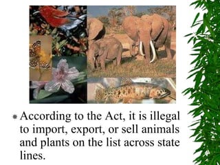 According to the Act, it is illegal
to import, export, or sell animals
and plants on the list across state
lines.
 