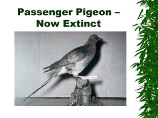 Passenger Pigeon –
Now Extinct
 