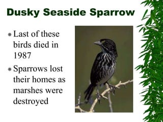 Dusky Seaside Sparrow
Last of these
birds died in
1987
Sparrows lost
their homes as
marshes were
destroyed
 