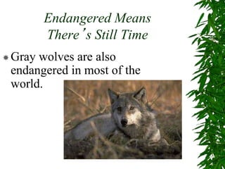 Endangered Means
There’s Still Time
Gray wolves are also
endangered in most of the
world.
 