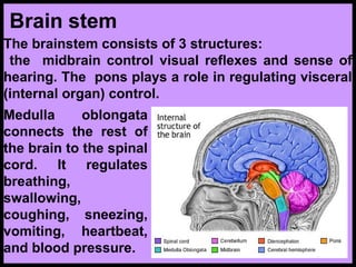 Lecture 9- Nervous system.ppt nerves of the body | PPT