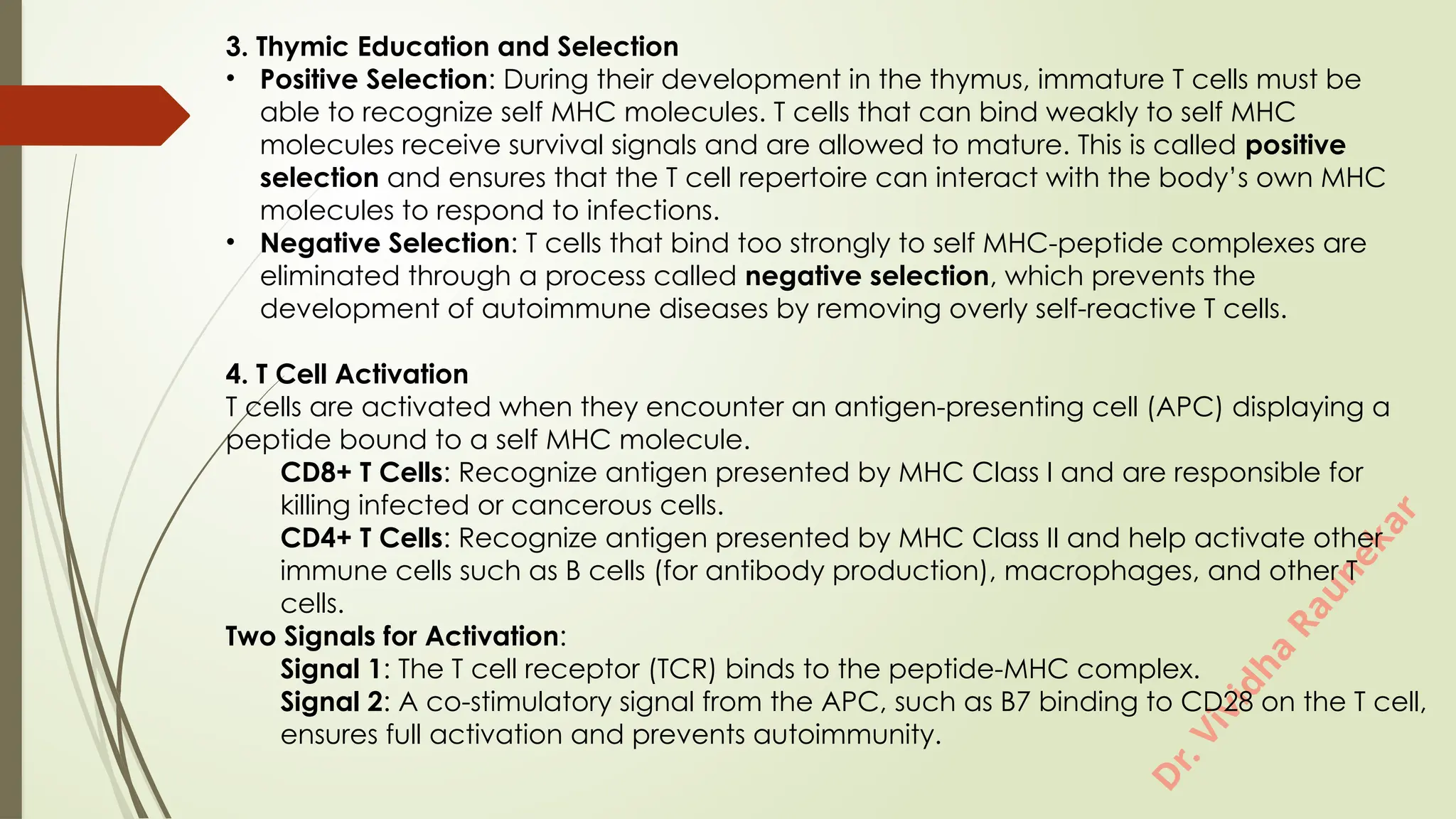 D
r
.
V
i
v
i
d
h
a
R
a
u
n
e
k
a
r
3. Thymic Education and Selection
• Positive Selection: During their development in the thymus, immature T cells must be
able to recognize self MHC molecules. T cells that can bind weakly to self MHC
molecules receive survival signals and are allowed to mature. This is called positive
selection and ensures that the T cell repertoire can interact with the body’s own MHC
molecules to respond to infections.
• Negative Selection: T cells that bind too strongly to self MHC-peptide complexes are
eliminated through a process called negative selection, which prevents the
development of autoimmune diseases by removing overly self-reactive T cells.
4. T Cell Activation
T cells are activated when they encounter an antigen-presenting cell (APC) displaying a
peptide bound to a self MHC molecule.
CD8+ T Cells: Recognize antigen presented by MHC Class I and are responsible for
killing infected or cancerous cells.
CD4+ T Cells: Recognize antigen presented by MHC Class II and help activate other
immune cells such as B cells (for antibody production), macrophages, and other T
cells.
Two Signals for Activation:
Signal 1: The T cell receptor (TCR) binds to the peptide-MHC complex.
Signal 2: A co-stimulatory signal from the APC, such as B7 binding to CD28 on the T cell,
ensures full activation and prevents autoimmunity.
 