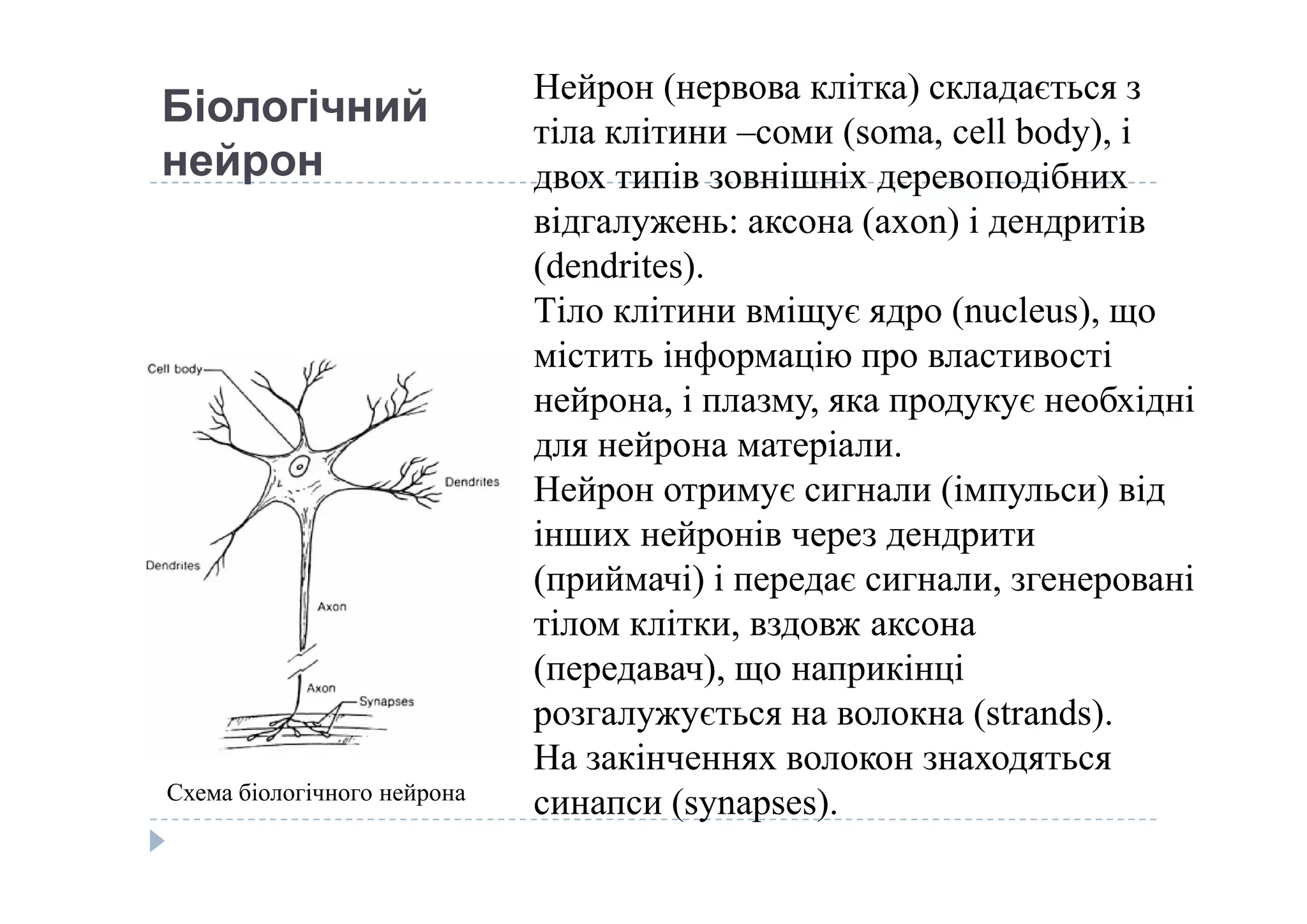 Біологічний
нейрон
 
Нейрон (нервова клітка) складається з 
тіла клітини –соми (soma, cell body), і 
двох типів зовнішніх деревоподібних 
відгалужень: аксона (axon) і дендритів 
(dendrites). 
Тіло клітини вміщує ядро (nucleus), що 
містить інформацію про властивості 
нейрона, і плазму, яка продукує необхідні 
для нейрона матеріали. для нейрона матеріали. 
Нейрон отримує сигнали (імпульси) від 
інших нейронів через дендрити 
(приймачі) і передає сигнали, згенеровані 
тілом клітки, вздовж аксона 
(передавач), що наприкінці 
розгалужується на волокна (strands). 
На закінченнях волокон знаходяться 
синапси (synapses). Схема біологічного нейрона
 