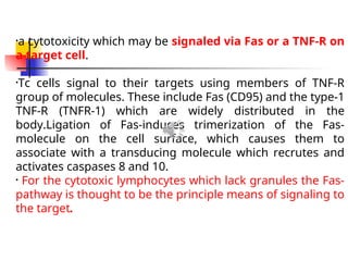 •a cytotoxicity which may be signaled via Fas or a TNF-R on
a target cell.
•Tc cells signal to their targets using members of TNF-R
group of molecules. These include Fas (CD95) and the type-1
TNF-R (TNFR-1) which are widely distributed in the
body.Ligation of Fas-induces trimerization of the Fas-
molecule on the cell surface, which causes them to
associate with a transducing molecule which recrutes and
activates caspases 8 and 10.
• For the cytotoxic lymphocytes which lack granules the Fas-
pathway is thought to be the principle means of signaling to
the target.
 