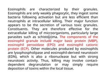 Eosinophils are characterized by their granules.
Eosinophils are only weakly phagocytic, they ingest some
bacteria following activation but are less efficient than
neutrophils at intracellular killing. Their major function
appears to be the secretion of various toxic granules.
Constituents. They are therefore effective for the
extracellular killing of microorganisms, particularly large
parasites such as schistosoma. The components of the
eosinophil granule include major basic protein (MBP),
eosinophil peroxidase (EPO) and eosinophil cationic
protein (ECP). Other molecules produced by eosinophils
are lysophospholipase and eosinophil-derived neurotoxin
(EDN), which is also a ribonuclease but with strong
neurotoxic activity. Thus, killing may involve contact-
dependent degranulation or may simply require
deposition of toxins within the local tissue.
 