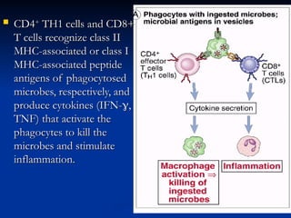  CD4
CD4+
+
TH1 cells and CD8+
TH1 cells and CD8+
T cells recognize class II
T cells recognize class II
MHC-associated or class I
MHC-associated or class I
MHC-associated peptide
MHC-associated peptide
antigens of phagocytosed
antigens of phagocytosed
microbes, respectively, and
microbes, respectively, and
produce cytokines (IFN-
produce cytokines (IFN-
,
,
TNF) that activate the
TNF) that activate the
phagocytes to kill the
phagocytes to kill the
microbes and stimulate
microbes and stimulate
inflammation.
inflammation.
 