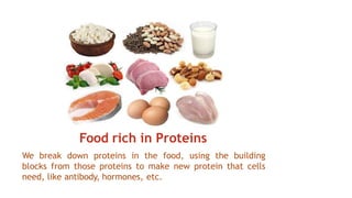 Food rich in Proteins
We break down proteins in the food, using the building
blocks from those proteins to make new protein that cells
need, like antibody, hormones, etc.
 
