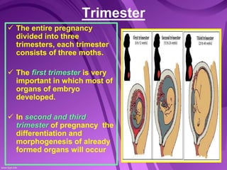 embriology of human | PPT