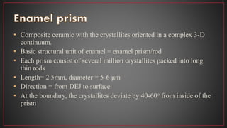 • Composite ceramic with the crystallites oriented in a complex 3-D
continuum.
• Basic structural unit of enamel = enamel prism/rod
• Each prism consist of several million crystallites packed into long
thin rods
• Length= 2.5mm, diameter = 5-6 μm
• Direction = from DEJ to surface
• At the boundary, the crystallites deviate by 40-60o from inside of the
prism
 