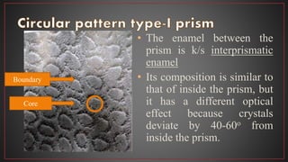 • The enamel between the
prism is k/s interprismatic
enamel
• Its composition is similar to
that of inside the prism, but
it has a different optical
effect because crystals
deviate by 40-60o from
inside the prism.
Boundary
Core
 
